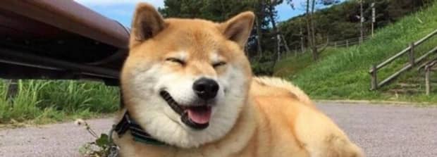 柴犬为什么喜欢眯眼笑