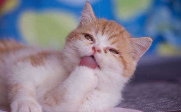 赖氨酸对猫咪的影响 赖氨酸对猫咪的影响