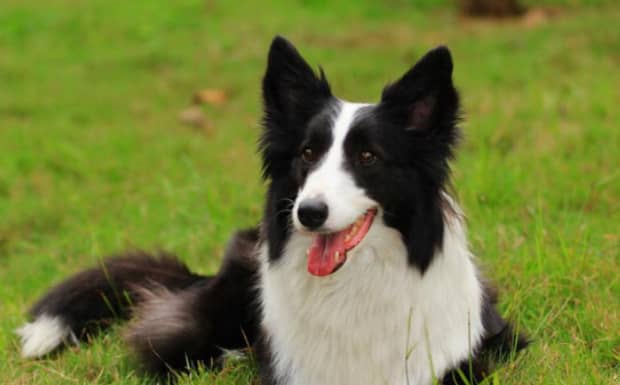 东德牧羊犬母狗配狗早了有什么坏处