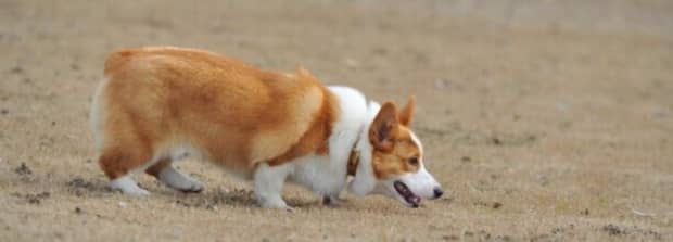 柯基犬掉毛严重吗