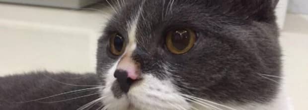 赖氨酸对猫咪的影响 赖氨酸对猫咪的影响