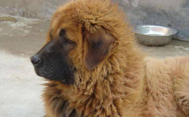 世界上最凶猛的犬种排名