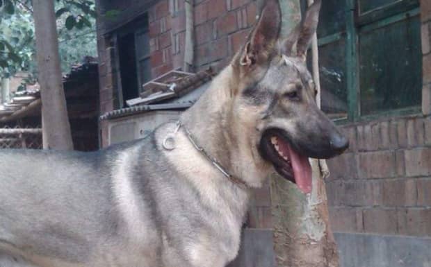 纯种狼青犬怎样判断