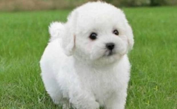 比熊犬和泰迪哪个更好