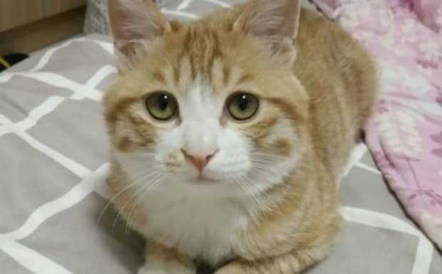 养橘猫的十大忌讳