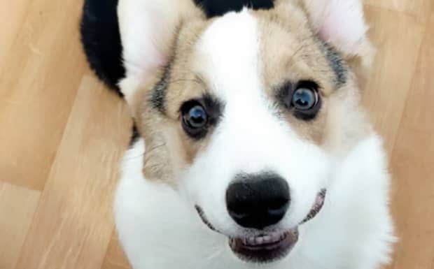 狗狗为什么老是流眼泪呢