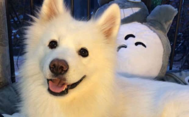 狗狗可以和人一起上床睡觉吗