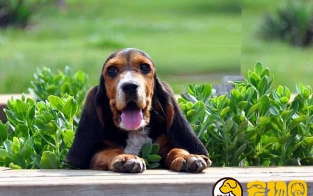 比格/米格鲁犬和巴吉度犬有什么区别 比格/米格鲁犬和巴吉度犬有什么区别