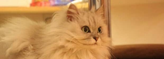小猫能不能吃骨头