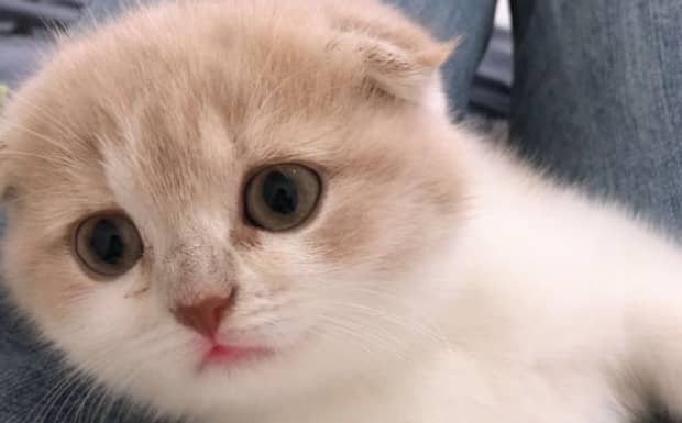 苏格兰高地猫的标准