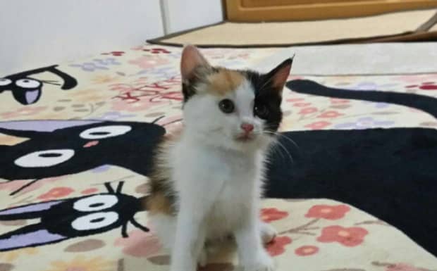 猫咪肚子里长虫子怎么办