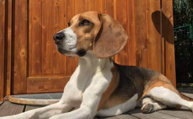 比格犬和泰迪犬谁贵