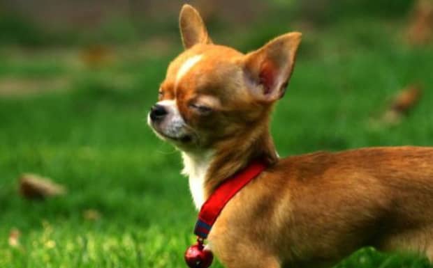吉娃娃犬的缺点