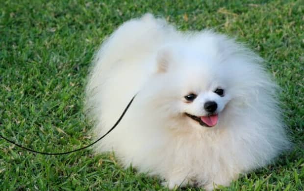 宠物狗的品种及价格表-最贵的小型犬是什么品种