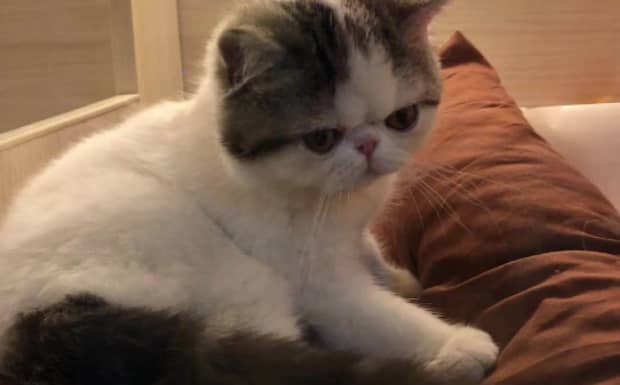 猫咪肚子里长虫子怎么办