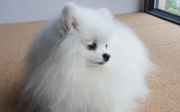 博美幼犬一天喂多少葡萄糖