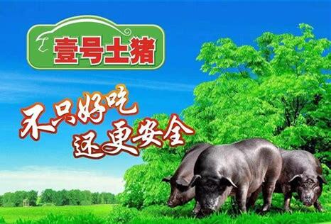 壹号土猪是什么猪,壹号土猪的喂食要点有哪些 壹号土猪是什么猪,壹号土猪的喂食要点有哪些