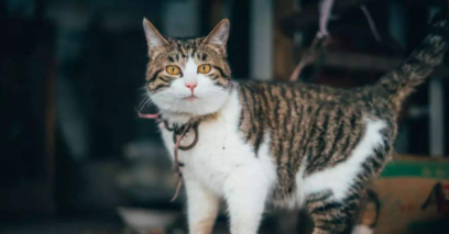 狸花猫什么行为算是认主人