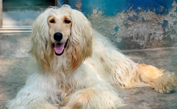 山东禁止养哪些犬