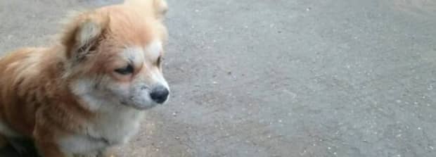 家里养的宠物狗丢了有什么说法吗 家里养的宠物狗丢了有什么说法吗