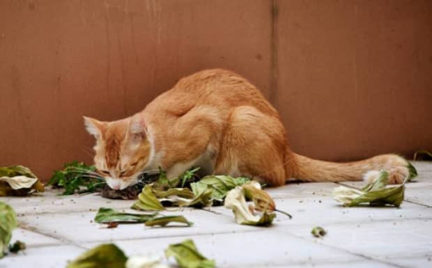 小猫1个月多一点得了腹积水该怎么治