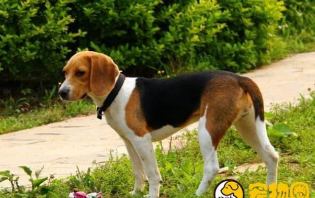 比格犬适合家养吗 比格犬适合家养吗