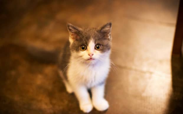 猫会不会自己回家