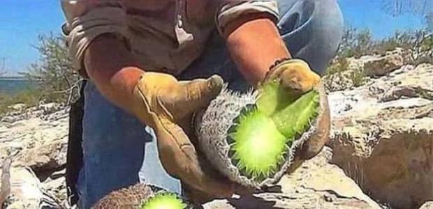 骆驼吃仙人掌不怕刺吗-骆驼吃仙人掌为什么不会被刺