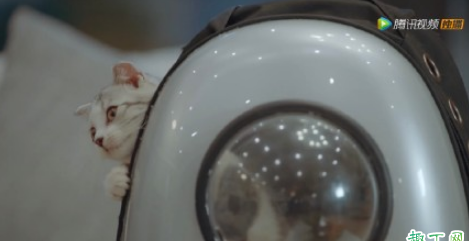 致我们暖暖的小时光猫咪是什么品种