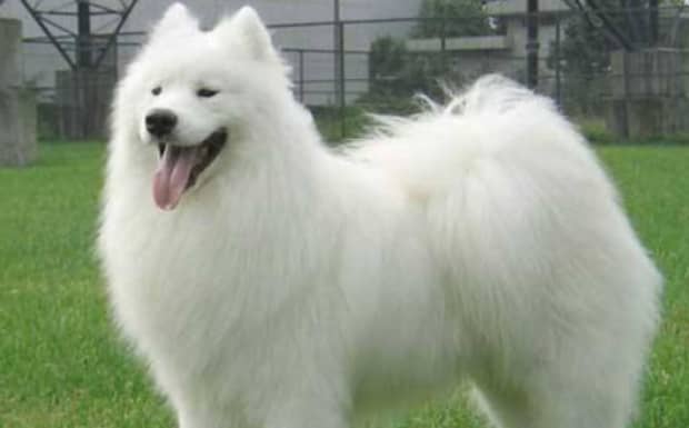 狗狗离开了主人会永远记住想念主人吗