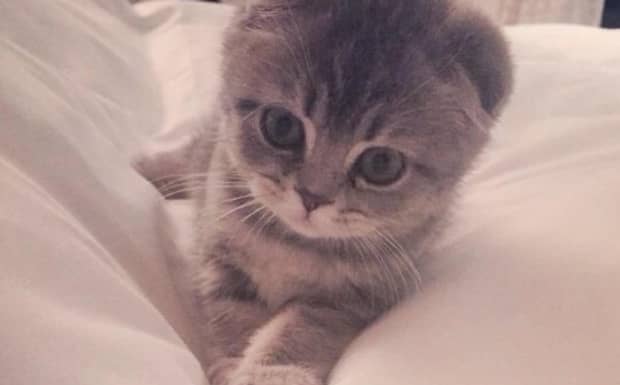 最近一个月在马路上看见3只撞死的猫满面狰