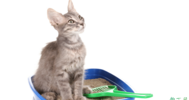 猫崽多大可以用猫砂