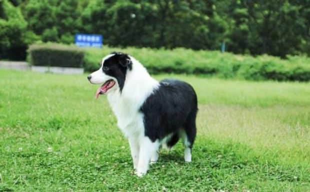 东德牧羊犬母狗配狗早了有什么坏处