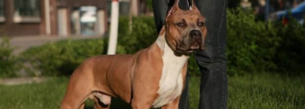 美国恶霸犬属于禁养犬
