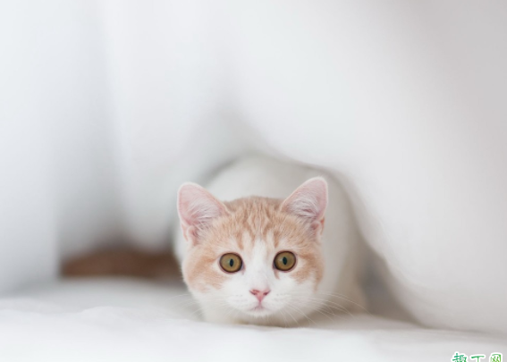 被猫咬出血了要不要打狂犬疫苗