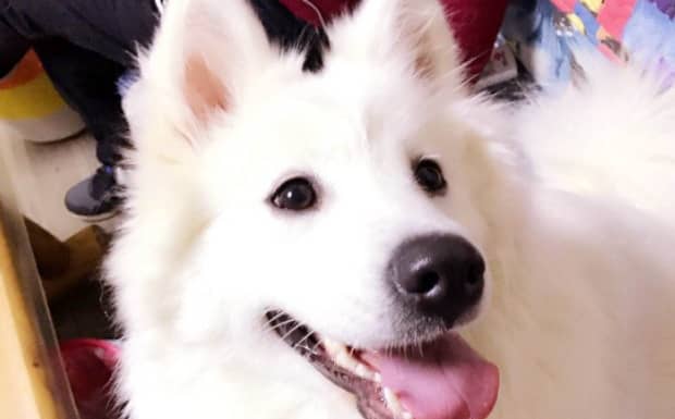黑萨摩耶犬多少钱一只