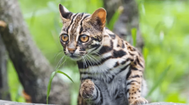豹猫挑食吗