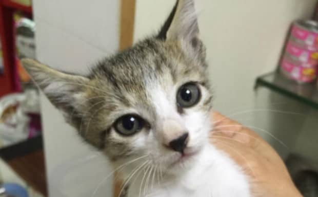 猫咪得猫癣多久能治愈
