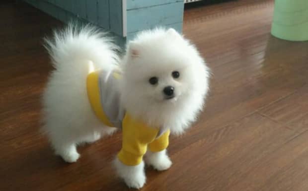 博美犬好养不一窝能生几个 博美犬好养不一窝能生几个
