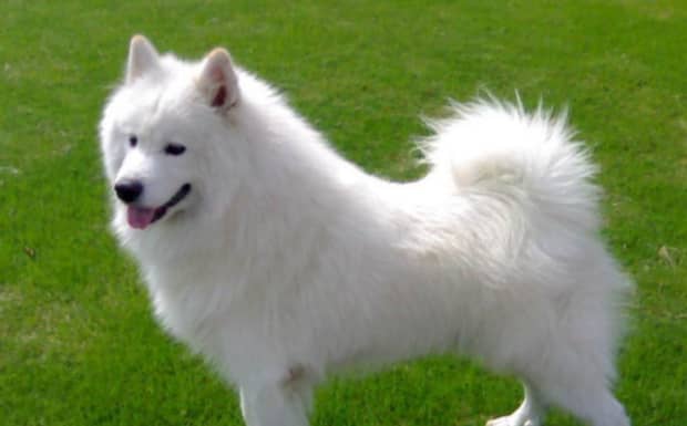 黑萨摩耶犬多少钱一只