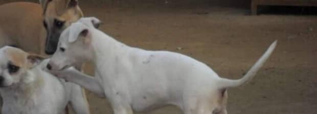 太仓犬什么颜色最正宗