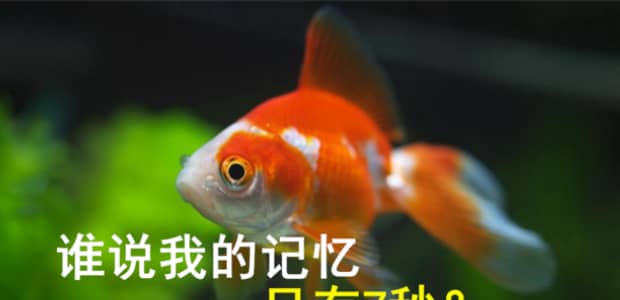 鱼的记忆真的只有7秒吗-为什么鱼只有七秒钟的记忆人们却说吃鱼可以变聪明