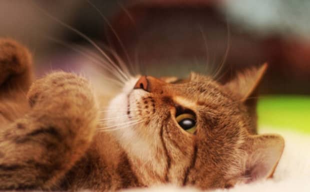 猫会不会自己回家