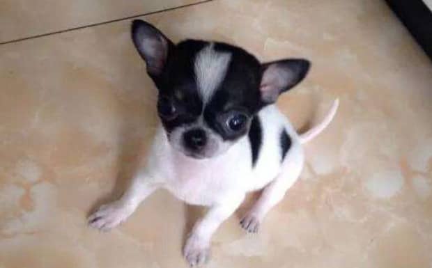 适合家养的小型短毛犬
