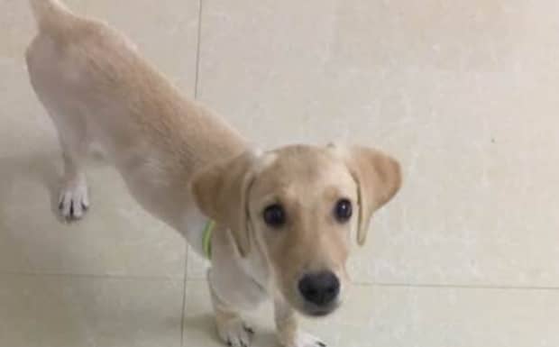 狗狗多久驱虫一次