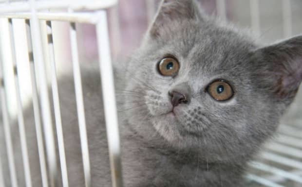 英短蓝猫一般多少钱一只