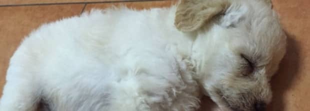 犬瘟到了抽搐阶段还能活多久
