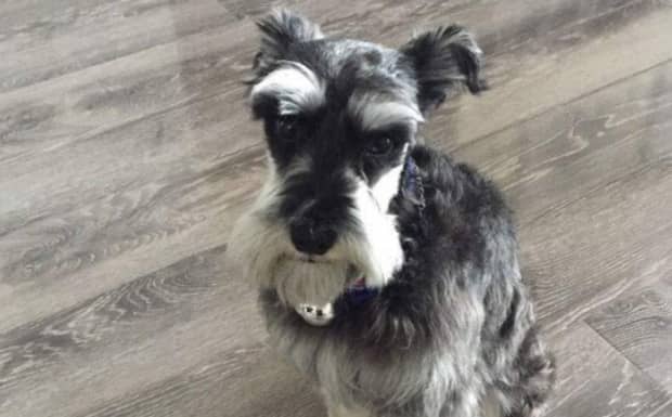纯种雪纳瑞犬辨别方法