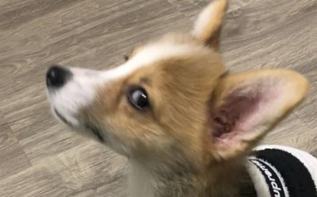 杂交犬和纯种犬有什么区别