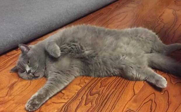 英短蓝猫的优缺点都有哪些